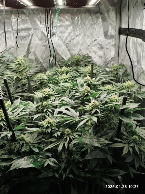 Delimed CBD Plus, Tatanka Pure CBD. Week 11 - day 71 / flowerday 27