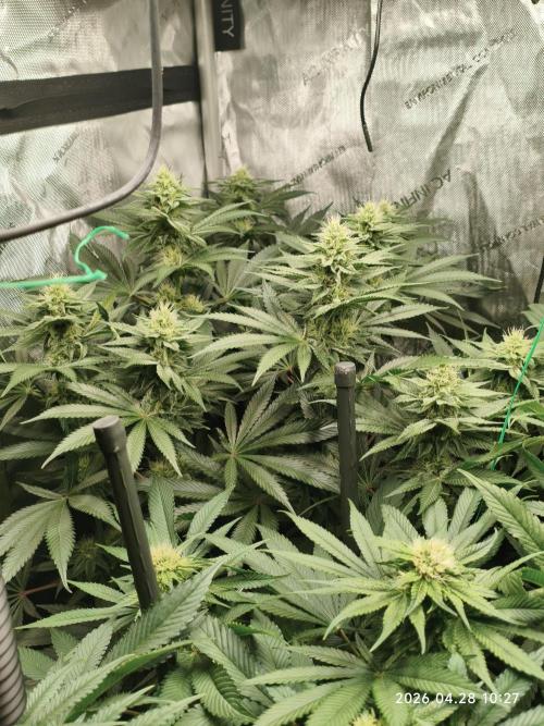 Delimed CBD Plus, Tatanka Pure CBD. Week 11 - day 71 / flowerday 27