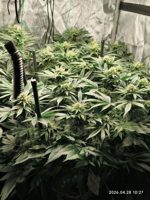 Delimed CBD Plus, Tatanka Pure CBD. Week 11 - day 71 / flowerday 27
