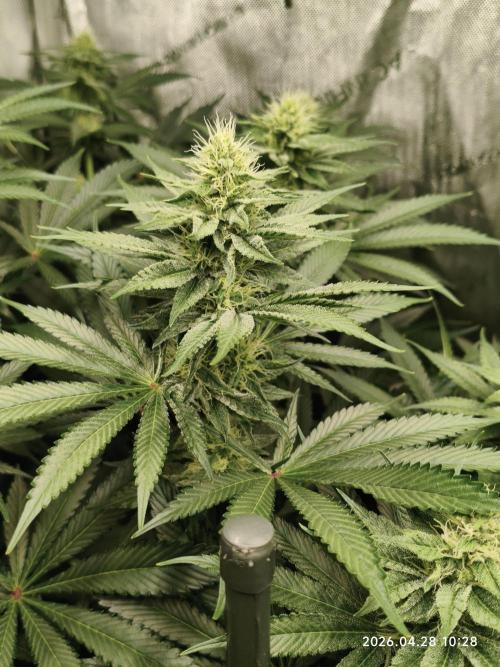 Delimed CBD Plus, Tatanka Pure CBD. Week 11 - day 71 / flowerday 27