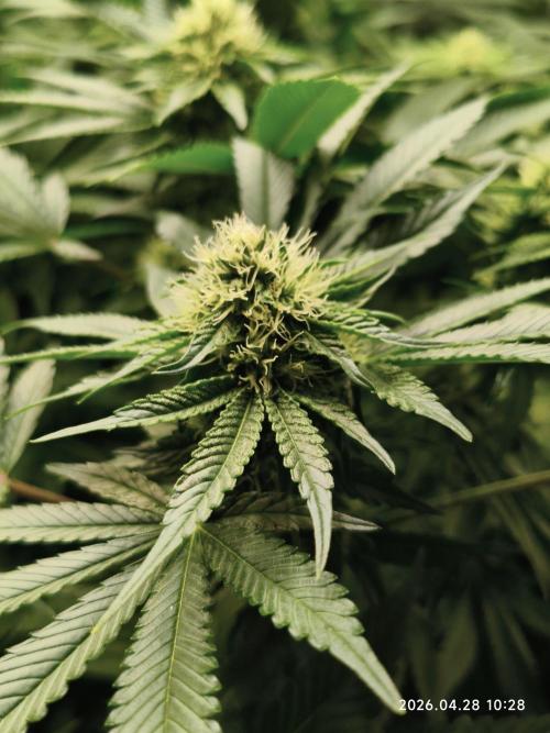 Delimed CBD Plus, Tatanka Pure CBD. Week 11 - day 71 / flowerday 27