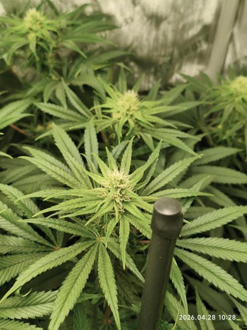 Delimed CBD Plus, Tatanka Pure CBD. Week 11 - day 71 / flowerday 27