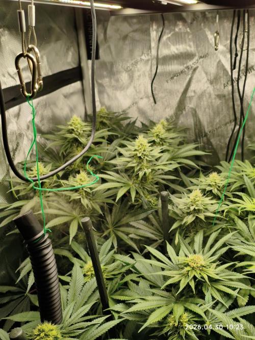 Delimed CBD Plus, Tatanka Pure CBD. Week 11 - day 73 / flowerday 29