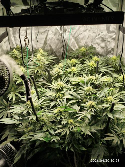 Delimed CBD Plus, Tatanka Pure CBD. Week 11 - day 73 / flowerday 29