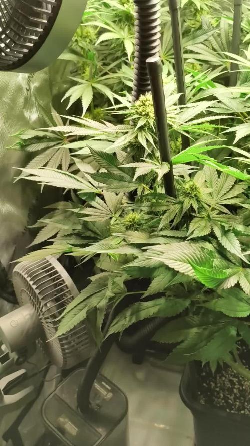 Delimed CBD Plus, Tatanka Pure CBD