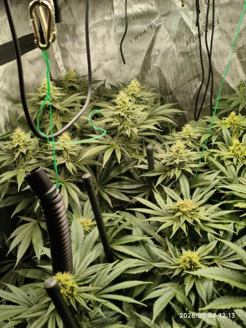 Delimed CBD Plus, Tatanka Pure CBD. Week 11 - day 77 / flowerday 33