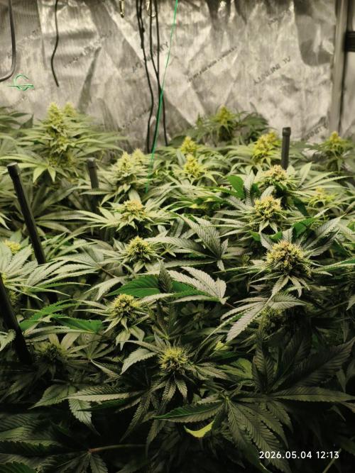 Delimed CBD Plus, Tatanka Pure CBD. Week 11 - day 77 / flowerday 33