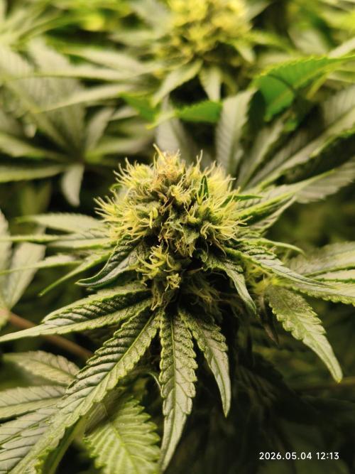 Delimed CBD Plus, Tatanka Pure CBD. Week 11 - day 77 / flowerday 33