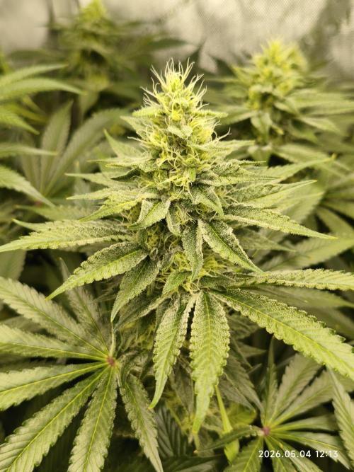 Delimed CBD Plus, Tatanka Pure CBD. Week 11 - day 77 / flowerday 33