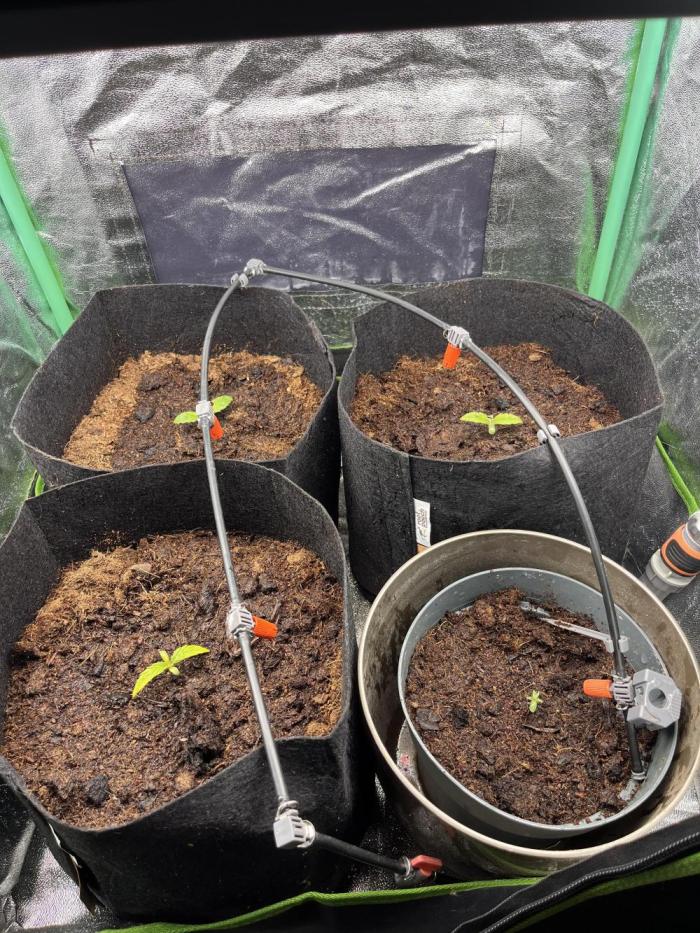 Winter grow. Week 2
