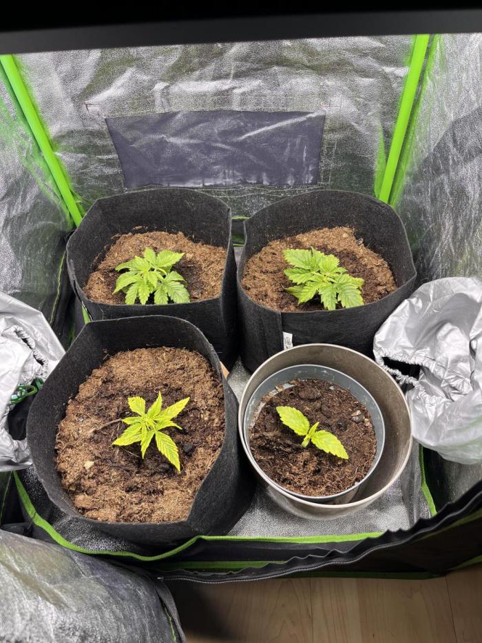 Winter grow. Week 4