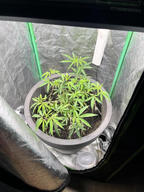 Panama Red indoors. Week 6