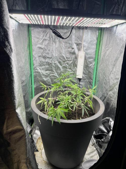 Panama Red indoors. Week 6