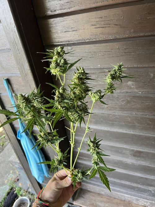 Greenhouse at my garden, CBD and auto. Week 9