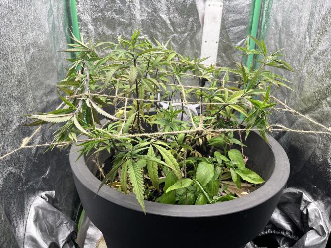 Panama Red indoors. Week 9