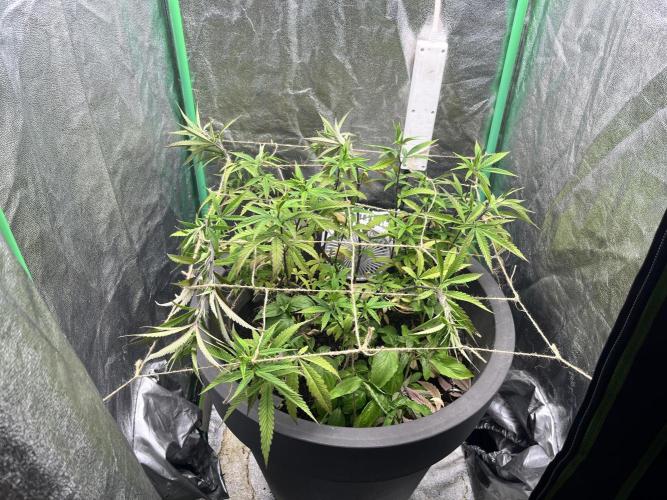 Panama Red indoors. Week 9