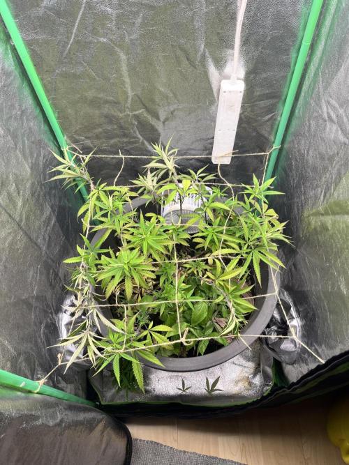 Panama Red. Week 9