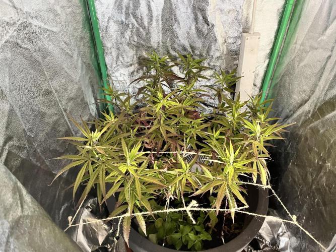 Panama Red. Week 10
