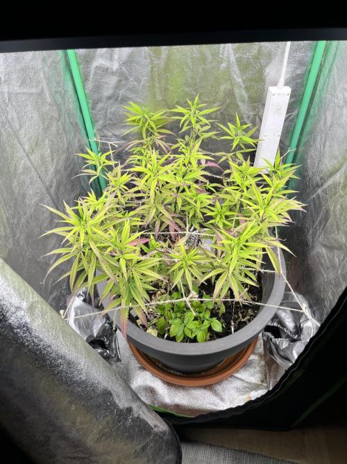 Panama Red indoors. Week 11
