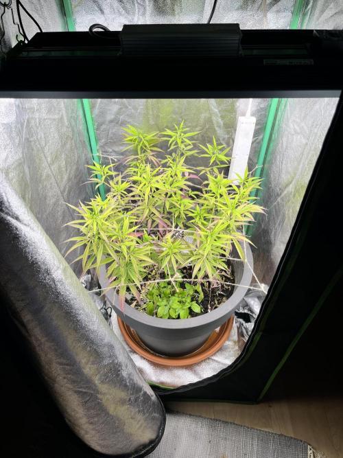 Panama Red indoors. Week 11