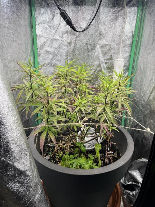 Panama Red indoors. Week 11