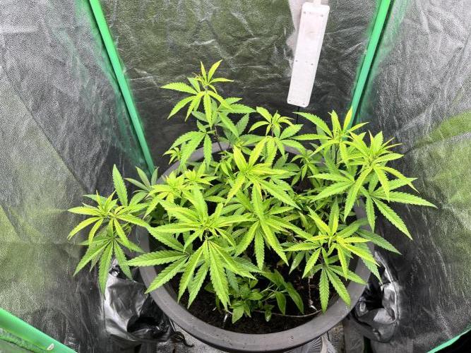 Panama Red indoors. Week 7