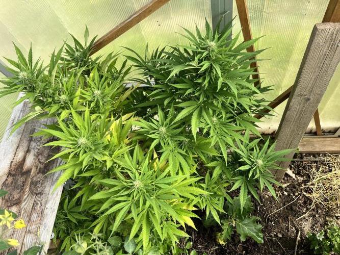 Greenhouse at my garden, CBD and auto. Week 12