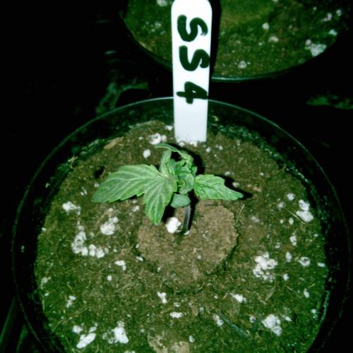 Six Shooter TG. Week 1