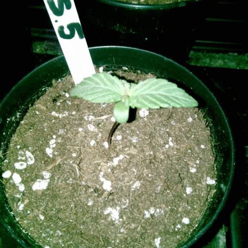 Six Shooter TG. Week 1