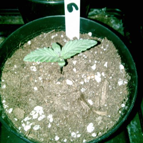 Six Shooter TG. Week 1