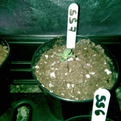 Six Shooter TG. Week 1