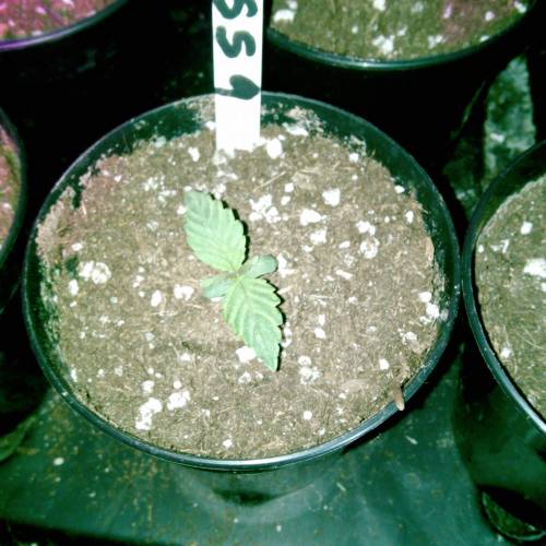 Six Shooter TG. Week 1