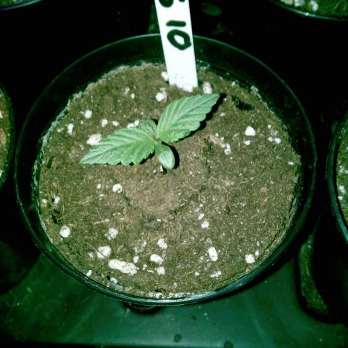 Six Shooter TG. Week 1