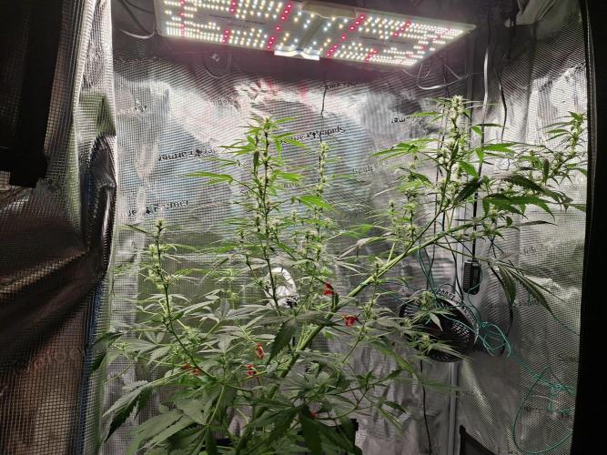 Tropicana Cherry. Week 4