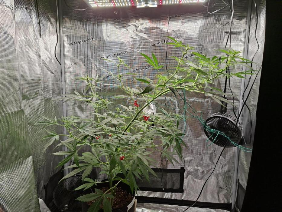 Topicana Cherry accident. Week 3