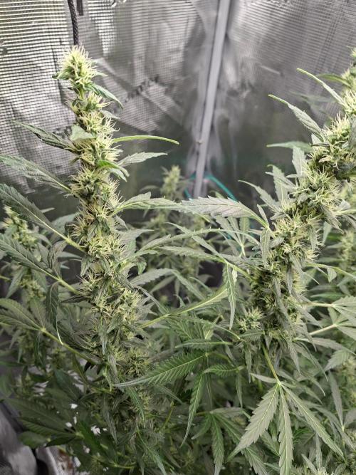 Topicana Cherry accident. Week 7