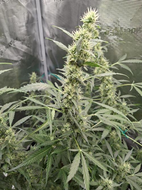 Topicana Cherry accident. Week 7