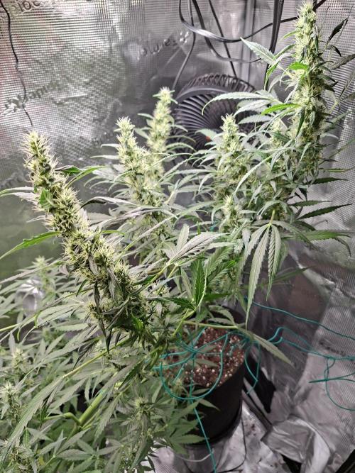 Topicana Cherry accident. Week 7