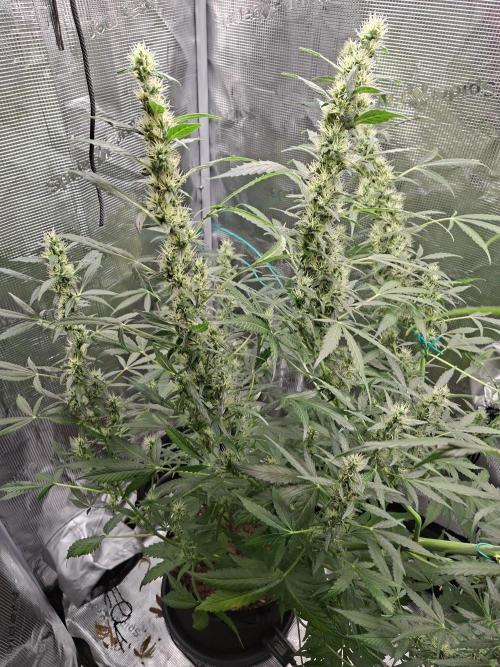 Topicana Cherry accident. Week 7