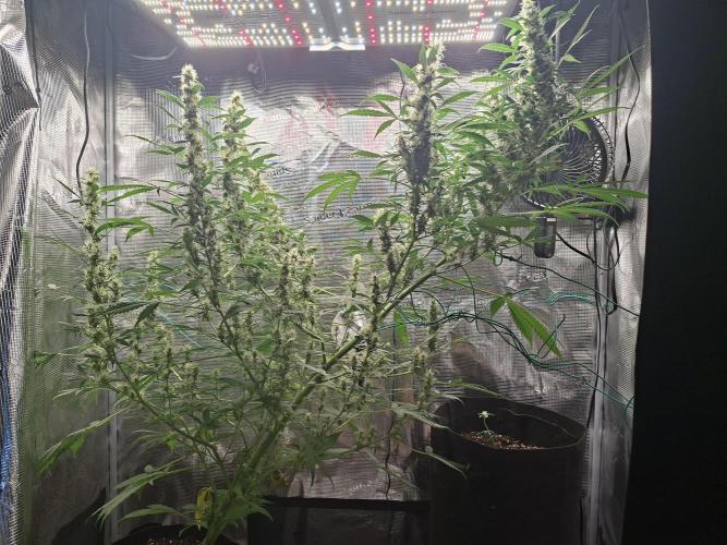 Tropicana Cherry. Week 7