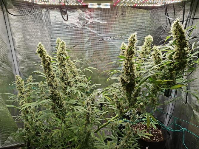 Topicana Cherry accident. Week 10