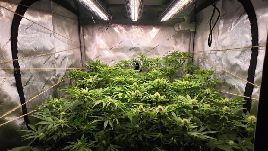 Thunder Banana from Seed Stockers!