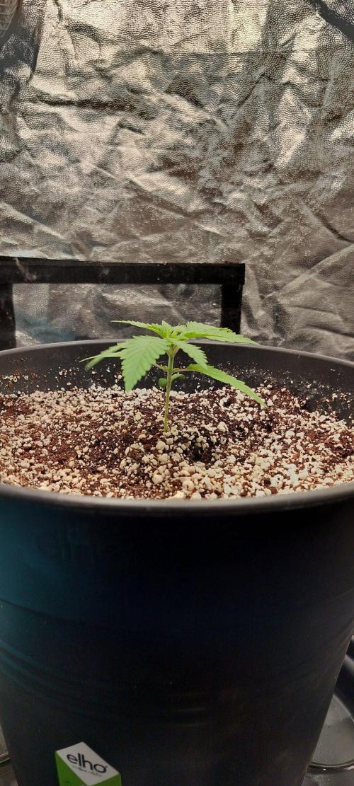 Northern lights zamnesia. Week 1