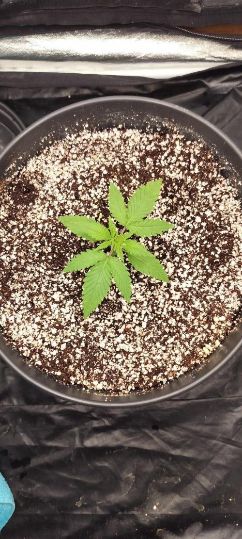 Northern lights zamnesia. Week 1