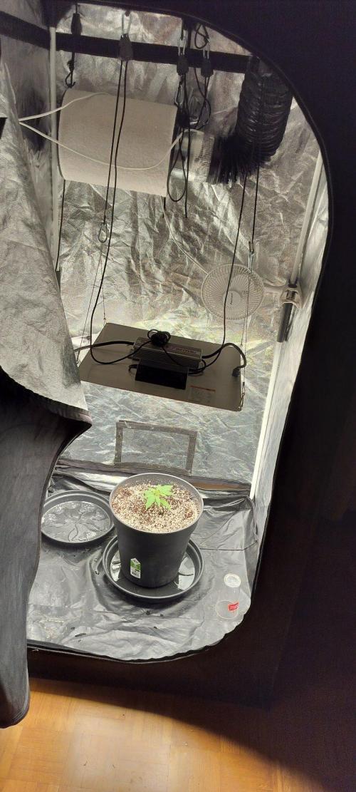 Northern lights zamnesia. Week 1