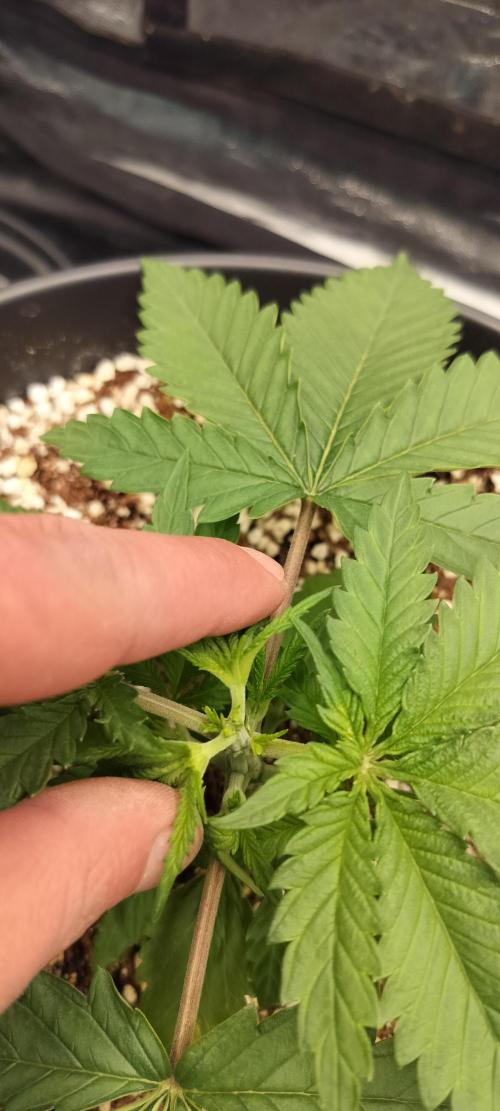 Northern lights zamnesia. Week 2 - dag 18