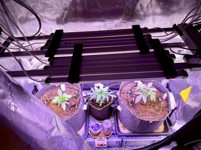 Slush Mint Cake & Skywalker Haze. Week 4 - The line-up and setup at a glance