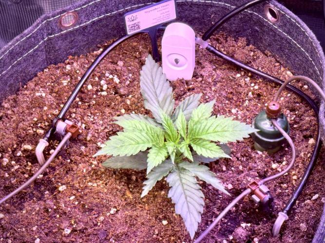Slush Mint Cake & Skywalker Haze. Week 4 - Skywalker Haze, untouched at day 19