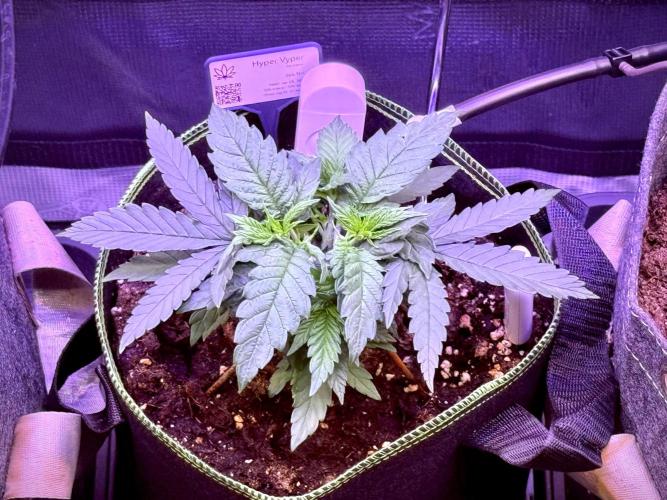 Slush Mint Cake & Skywalker Haze. Week 4 - Hyper Vyper, Topped and with LST - day 37