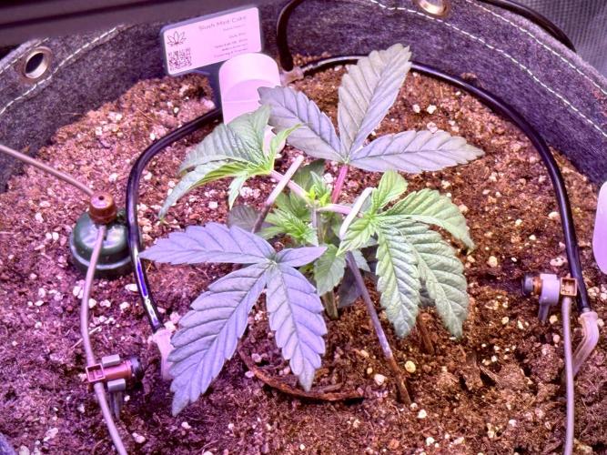 Slush Mint Cake & Skywalker Haze. Week 4 - Slush Mint Cake, Topped and with LST - day 26